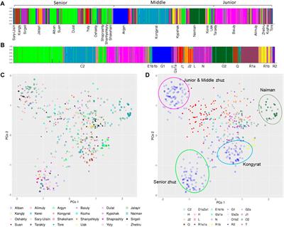 Genetic Relationship Among the Kazakh People Based on Y-STR Markers Reveals Evidence of Genetic Variation Among Tribes and Zhuz